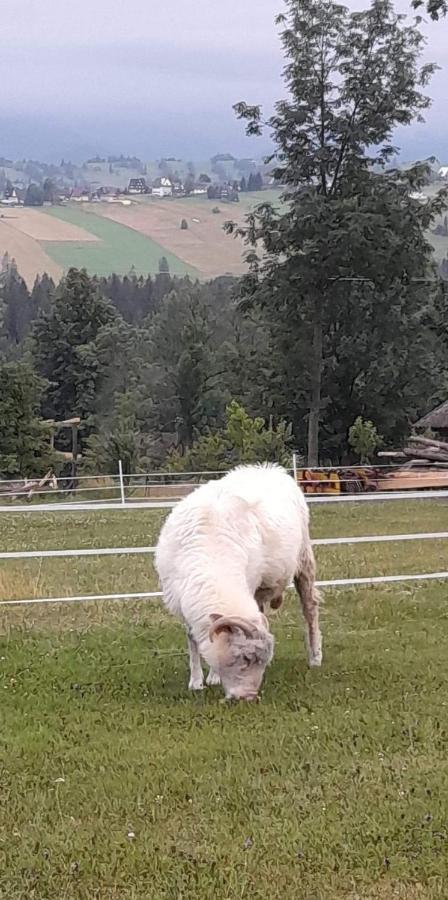 U Szostaka Daire Bańska Dış mekan fotoğraf